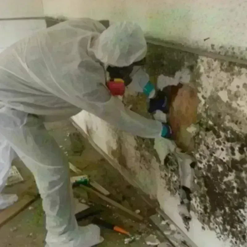 Mold Remediation and Removal in Upton County, TX